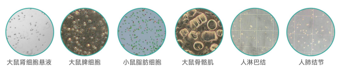 單細(xì)胞懸液制備儀樣品范圍.png