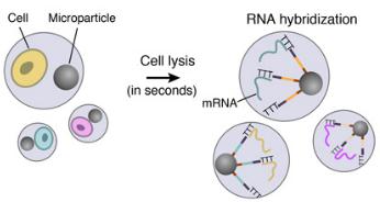 細胞裂解和RNA雜交