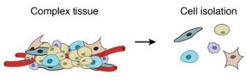 一個復雜的組織被分解成單個細胞。DROP-SEQ